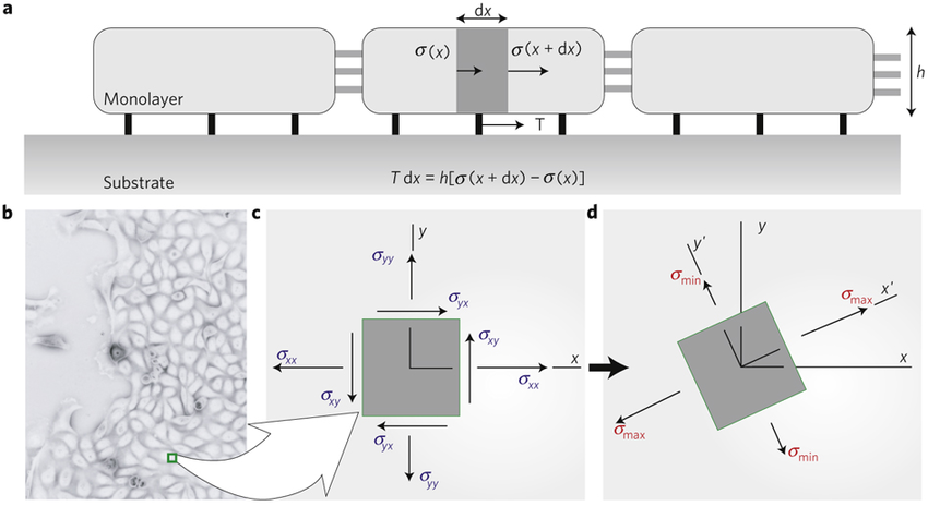 Monolayer-stress-microscopy-a-Simplified-representation-of-the-physical-relationship.png