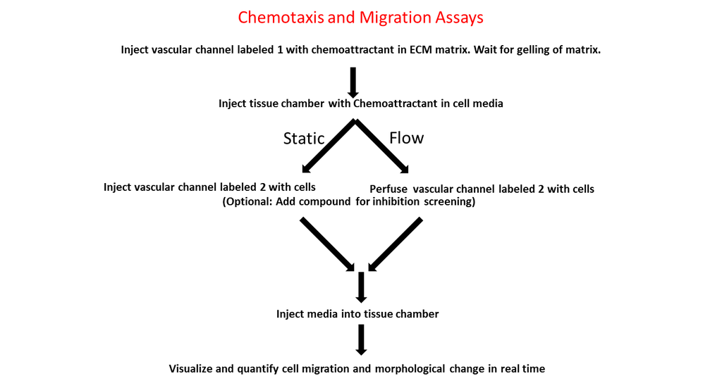 migration-assay-flow