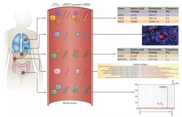 Nature Reviews：整合的液体活检方案用于管理癌症——ctDNA、CTCs和exosomes